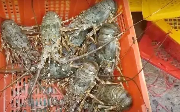 Tôm hùm tiềm năng thành ngành hàng tỷ USD mới Tôm hùm tiềm năng thành ngành hàng tỷ USD mới