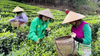 Trà Hương Quê: Hành trình “đánh thức” thương hiệu OCOP từ đất chè Thái Nguyên