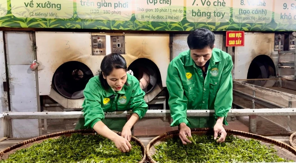 Trà Hương Quê: Hành trình “đánh thức” thương hiệu OCOP từ đất chè Thái Nguyên Trà Hương Quê: Hành trình “đánh thức” thương hiệu OCOP từ đất chè Thái Nguyên