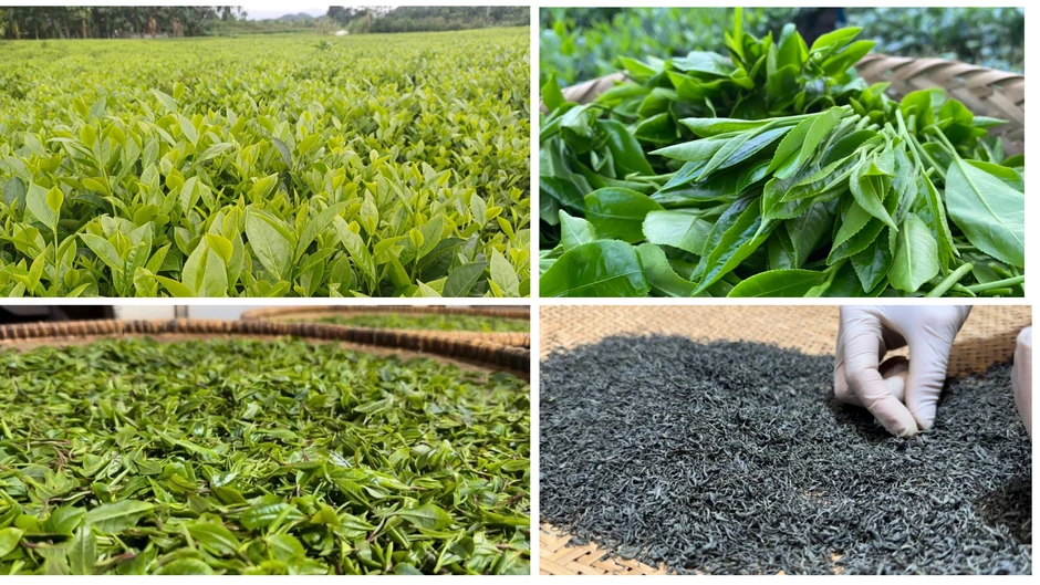Trà Hương Quê: Hành trình “đánh thức” thương hiệu OCOP từ đất chè Thái Nguyên Trà Hương Quê: Hành trình “đánh thức” thương hiệu OCOP từ đất chè Thái Nguyên