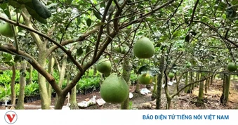 Trái bưởi da xanh ổn định giá trong thời gian dài