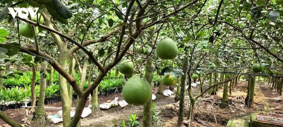 Trái bưởi da xanh ổn định giá trong thời gian dài Trái bưởi da xanh ổn định giá trong thời gian dài