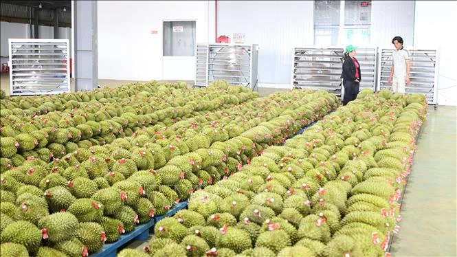 Trái cây Việt trước cơ hội bứt phá tại thị trường tỷ dân Trái cây Việt trước cơ hội bứt phá tại thị trường tỷ dân