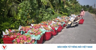 Trái mít, thanh long ở tỉnh Đồng Tháp rớt giá kéo dài, nhà vườn khó khăn