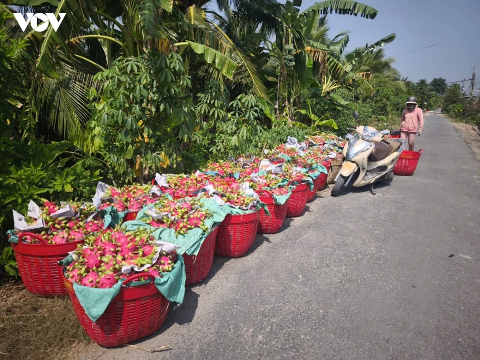 Trái mít, thanh long ở tỉnh Đồng Tháp rớt giá kéo dài, nhà vườn khó khăn Trái mít, thanh long ở tỉnh Đồng Tháp rớt giá kéo dài, nhà vườn khó khăn