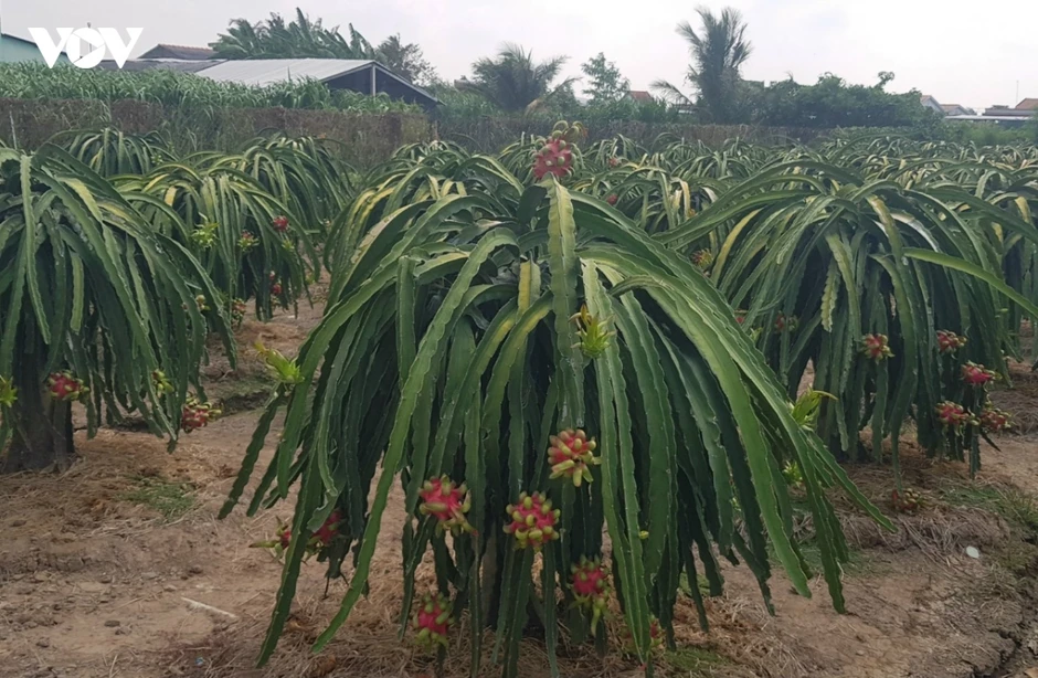 Trái mít, thanh long ở tỉnh Đồng Tháp rớt giá kéo dài, nhà vườn khó khăn Trái mít, thanh long ở tỉnh Đồng Tháp rớt giá kéo dài, nhà vườn khó khăn