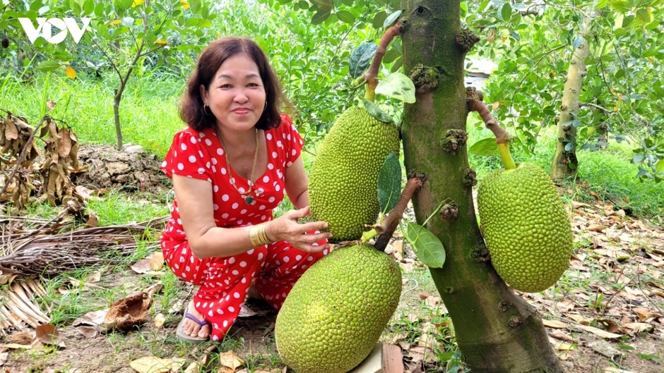 Trái mít, thanh long ở tỉnh Đồng Tháp rớt giá kéo dài, nhà vườn khó khăn Trái mít, thanh long ở tỉnh Đồng Tháp rớt giá kéo dài, nhà vườn khó khăn