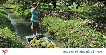 Trái sầu riêng Việt Nam trước bài toán giữ thị trường, nâng giá trị