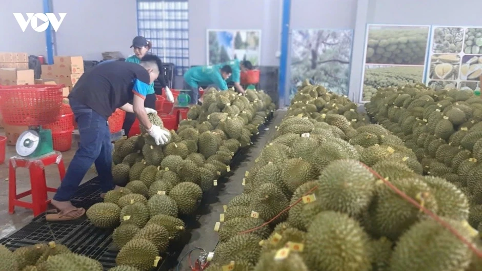 Trái sầu riêng Việt Nam trước bài toán giữ thị trường, nâng giá trị