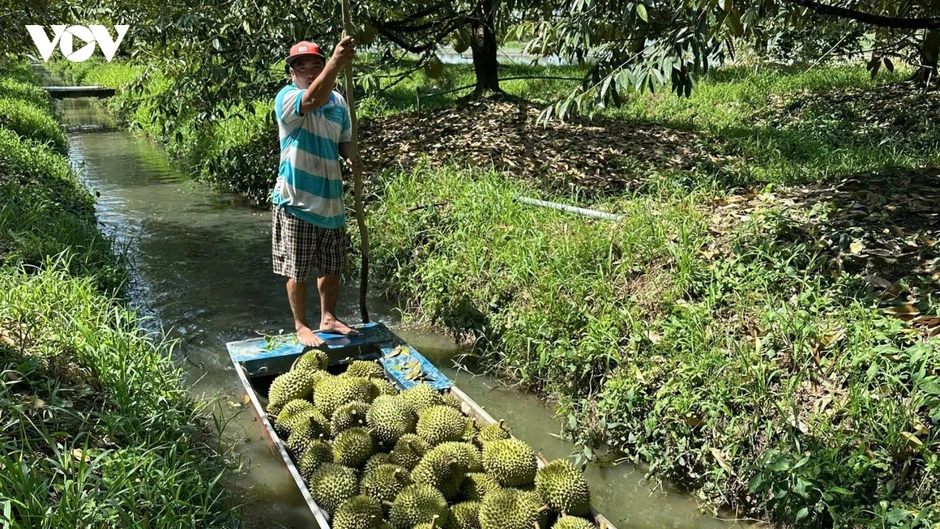 Trái sầu riêng Việt Nam trước bài toán giữ thị trường, nâng giá trị