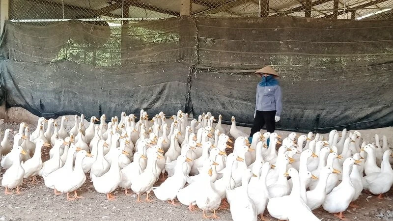 Trang trại sản xuất hữu cơ, tuần hoàn ở Thái Nguyên Trang trại sản xuất hữu cơ, tuần hoàn ở Thái Nguyên