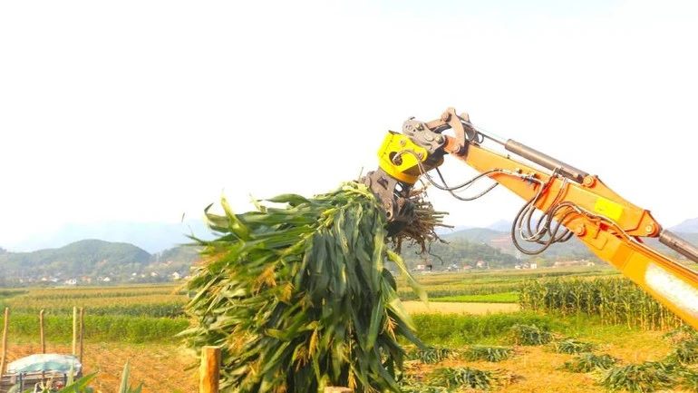 Trồng ngô sinh khối - cách làm hiệu quả của nông dân Quảng Trị