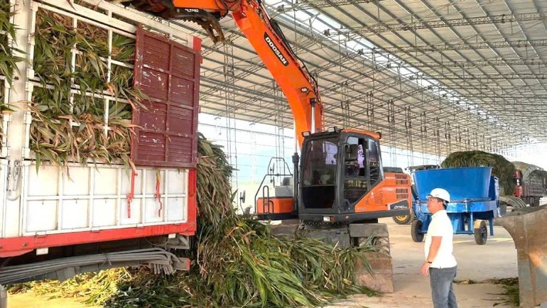 Trồng ngô sinh khối - cách làm hiệu quả của nông dân Quảng Trị