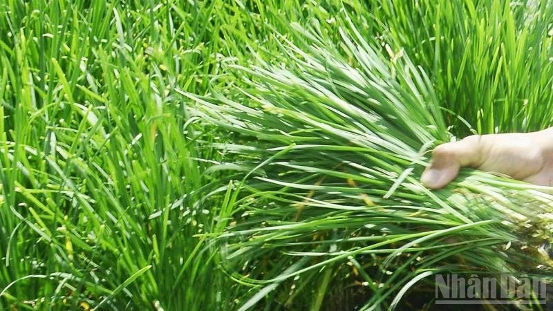 Trồng rau hẹ giúp người dân Vĩnh Long ổn định cuộc sống Trồng rau hẹ giúp người dân Vĩnh Long ổn định cuộc sống