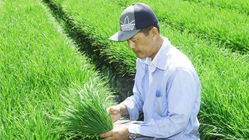Trồng rau hẹ giúp người dân Vĩnh Long ổn định cuộc sống Trồng rau hẹ giúp người dân Vĩnh Long ổn định cuộc sống