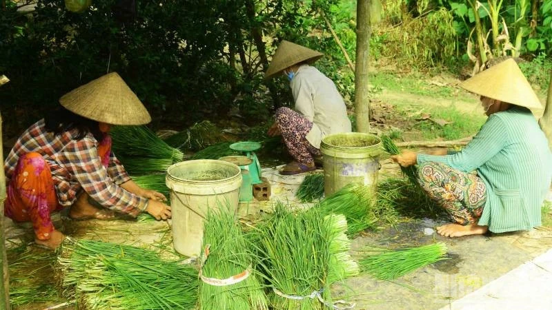 Trồng rau hẹ giúp người dân Vĩnh Long ổn định cuộc sống Trồng rau hẹ giúp người dân Vĩnh Long ổn định cuộc sống