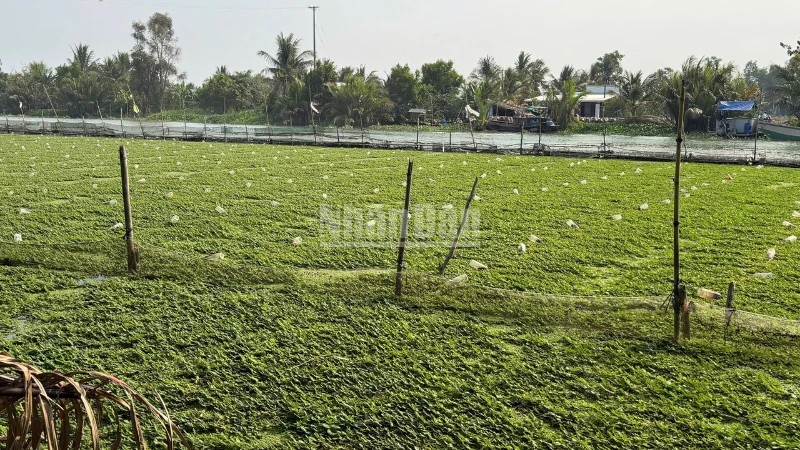 Trồng rau nhút trên sông, nông dân Cần Thơ có nguồn thu nhập ổn định Trồng rau nhút trên sông, nông dân Cần Thơ có nguồn thu nhập ổn định