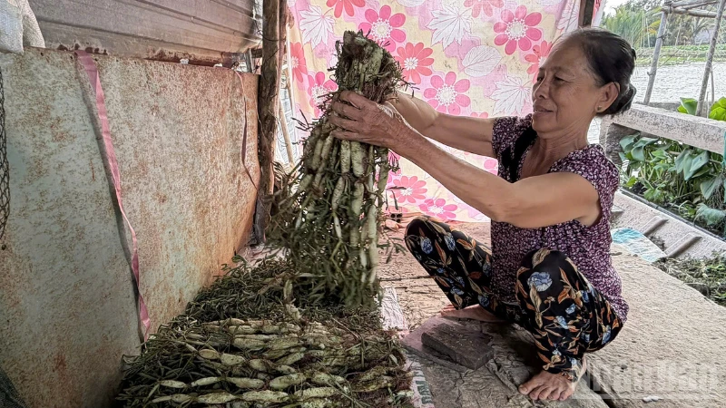Trồng rau nhút trên sông, nông dân Cần Thơ có nguồn thu nhập ổn định Trồng rau nhút trên sông, nông dân Cần Thơ có nguồn thu nhập ổn định