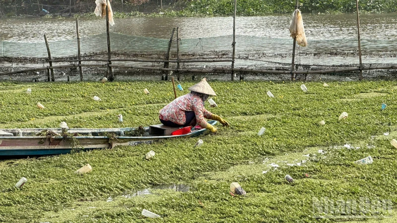 Trồng rau nhút trên sông, nông dân Cần Thơ có nguồn thu nhập ổn định Trồng rau nhút trên sông, nông dân Cần Thơ có nguồn thu nhập ổn định
