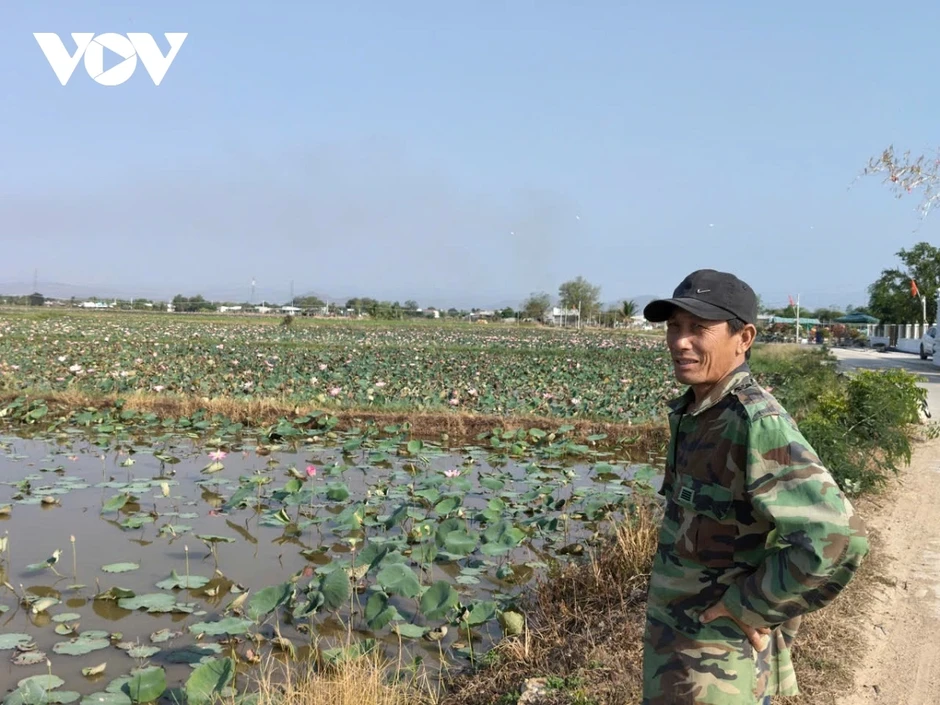 Trồng sen kết hợp làm du lịch sẽ tạo lợi nhuận kép cho nông dân