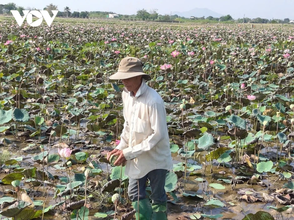 Trồng sen kết hợp làm du lịch sẽ tạo lợi nhuận kép cho nông dân