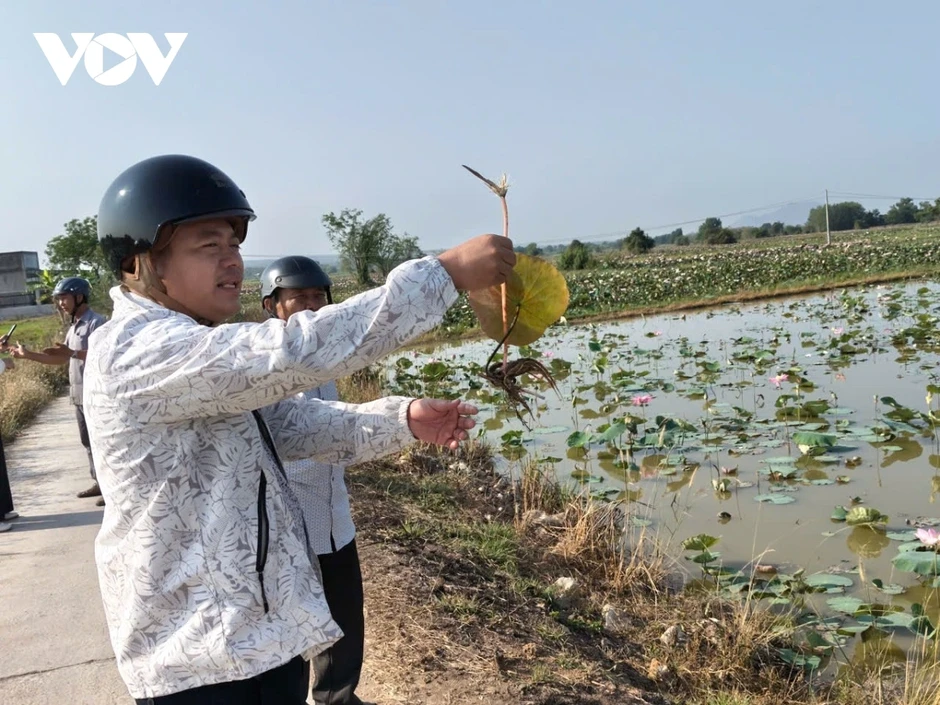 Trồng sen kết hợp làm du lịch sẽ tạo lợi nhuận kép cho nông dân