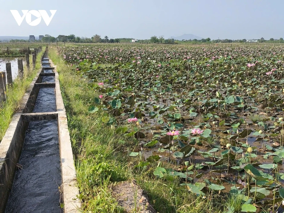 Trồng sen kết hợp làm du lịch sẽ tạo lợi nhuận kép cho nông dân