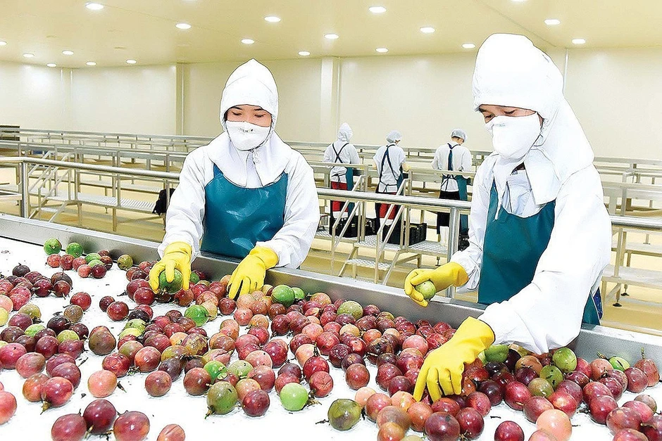 Trung Quốc, châu Âu tăng mạnh mua rau quả Việt Nam Trung Quốc, châu Âu tăng mạnh mua rau quả Việt Nam