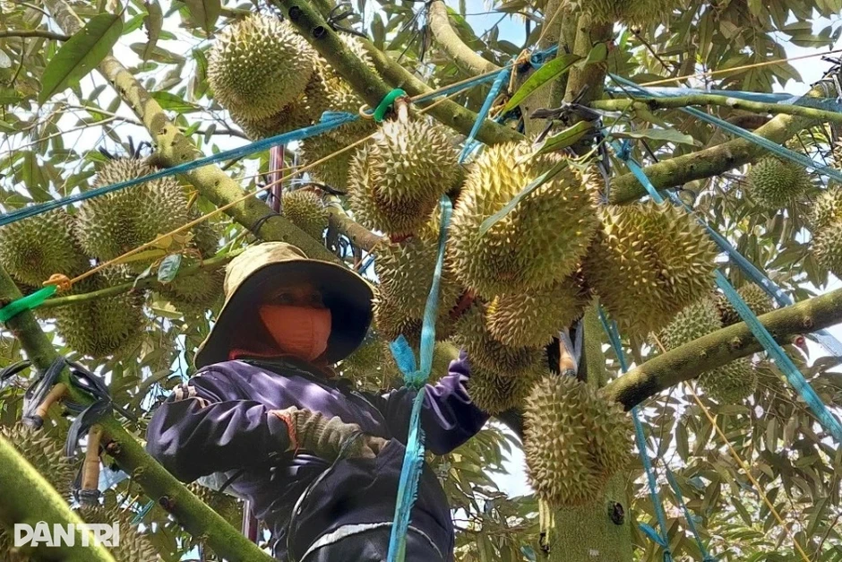 Trung Quốc siết quy định nhập khẩu, rau quả Việt vẫn thu về gần 3 tỷ USD Trung Quốc siết quy định nhập khẩu, rau quả Việt vẫn thu về gần 3 tỷ USD