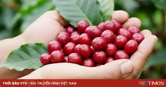 Từ cánh đồng đến thị trường toàn cầu: Nông sản Việt tăng tốc chuyển đổi