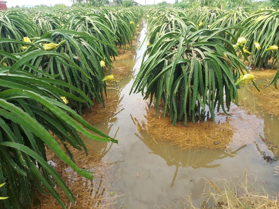 Từ “cấp mã số” đến giữ uy tín nông sản Việt Từ “cấp mã số” đến giữ uy tín nông sản Việt