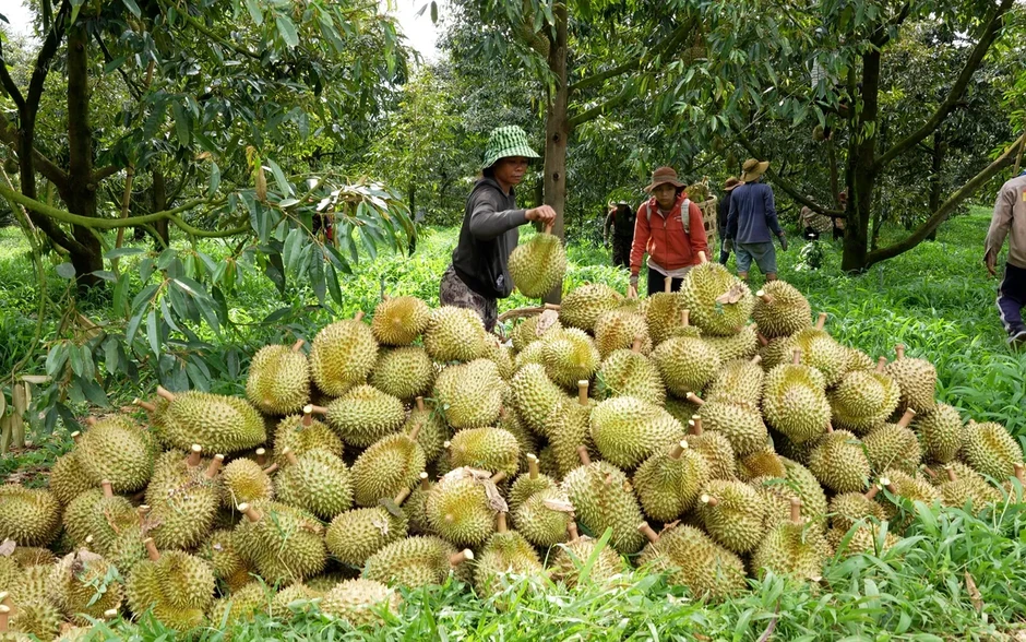 Từ “cấp mã số” đến giữ uy tín nông sản Việt Từ “cấp mã số” đến giữ uy tín nông sản Việt