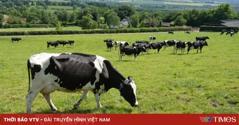 Từ đồng cỏ 5 thế hệ Ireland đến bàn ăn Việt: Sức hút của những giọt sữa “thuần tự nhiên”