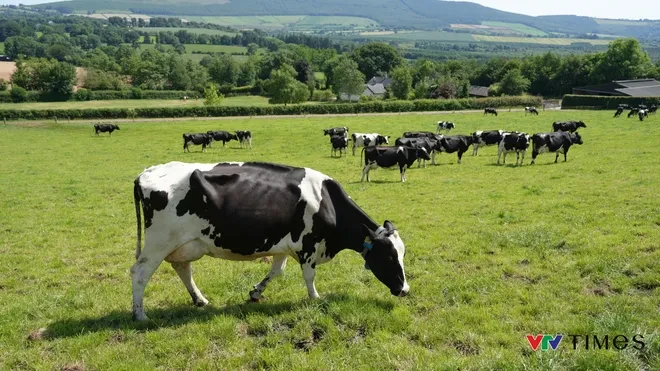 Từ đồng cỏ 5 thế hệ Ireland đến bàn ăn Việt: Sức hút của những giọt sữa “thuần tự nhiên” Từ đồng cỏ 5 thế hệ Ireland đến bàn ăn Việt: Sức hút của những giọt sữa “thuần tự nhiên”