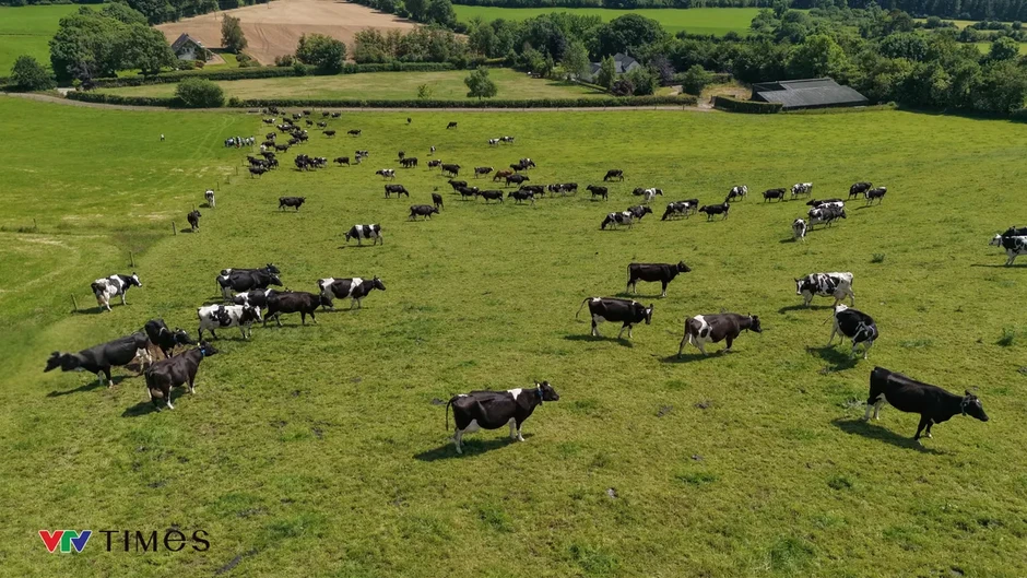 Từ đồng cỏ 5 thế hệ Ireland đến bàn ăn Việt: Sức hút của những giọt sữa “thuần tự nhiên” Từ đồng cỏ 5 thế hệ Ireland đến bàn ăn Việt: Sức hút của những giọt sữa “thuần tự nhiên”