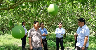 Từ mô hình dưa lưới công nghệ cao nhìn ra hướng phát triển nông nghiệp mới ở xã Trừ Văn Thố