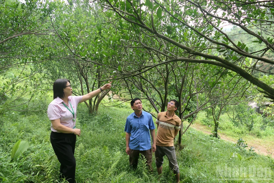 Tuyên Quang phấn đấu giảm tỷ lệ hộ nghèo đa chiều bình quân hơn 3%/năm