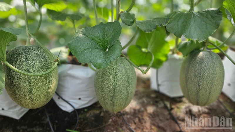 Ứng dụng công nghệ cao, nâng tầm giá trị nông sản sạch Ứng dụng công nghệ cao, nâng tầm giá trị nông sản sạch