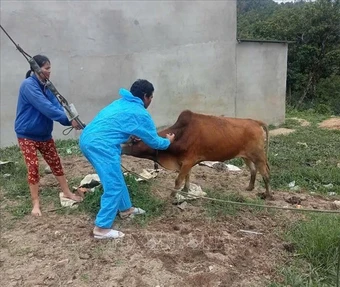 Ứng phó nguy cơ virus lở mồm long móng xâm nhiễm