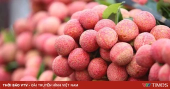Ưu tiên thông quan nhanh vải tươi tại cửa khẩu