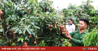 Vải thiều Bắc Ninh đẩy mạnh thị trường tiêu thụ nâng cao hiệu quả doanh thu