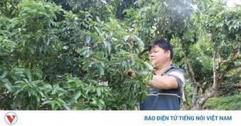 Vải thiều Bắc Ninh thất thu do thời tiết bất lợi, nhiều nhà vườn lao đao