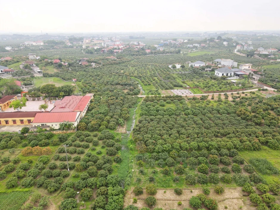 Vải thiều Bắc Ninh thất thu do thời tiết bất lợi, nhiều nhà vườn lao đao Vải thiều Bắc Ninh thất thu do thời tiết bất lợi, nhiều nhà vườn lao đao