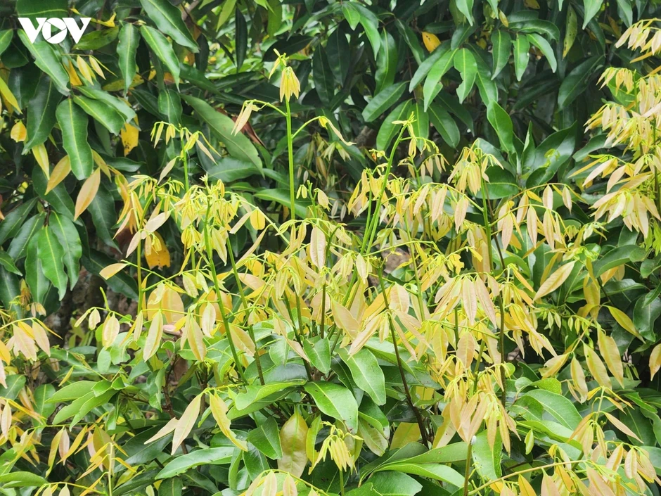 Vải thiều Bắc Ninh thất thu do thời tiết bất lợi, nhiều nhà vườn lao đao Vải thiều Bắc Ninh thất thu do thời tiết bất lợi, nhiều nhà vườn lao đao
