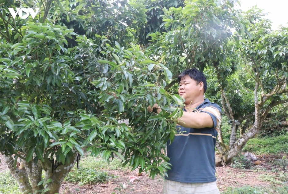 Vải thiều Bắc Ninh thất thu do thời tiết bất lợi, nhiều nhà vườn lao đao Vải thiều Bắc Ninh thất thu do thời tiết bất lợi, nhiều nhà vườn lao đao