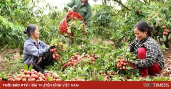 Vải thiều giữ giá cao, tiêu thụ thuận lợi