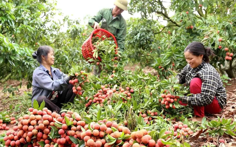 Vải thiều giữ giá cao, tiêu thụ thuận lợi Vải thiều giữ giá cao, tiêu thụ thuận lợi