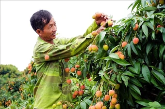 Vải thiều sớm 'được chất' trong năm mất mùa