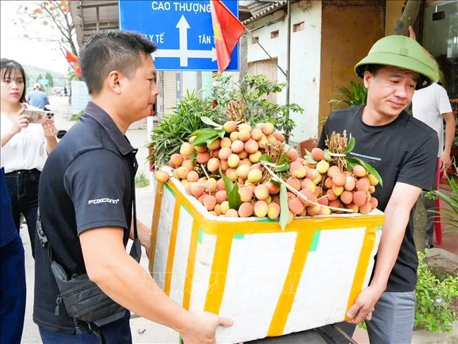 Vải thiều sớm 'được chất' trong năm mất mùa Vải thiều sớm 'được chất' trong năm mất mùa