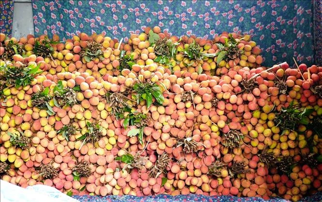 Vải thiều sớm 'được chất' trong năm mất mùa Vải thiều sớm 'được chất' trong năm mất mùa